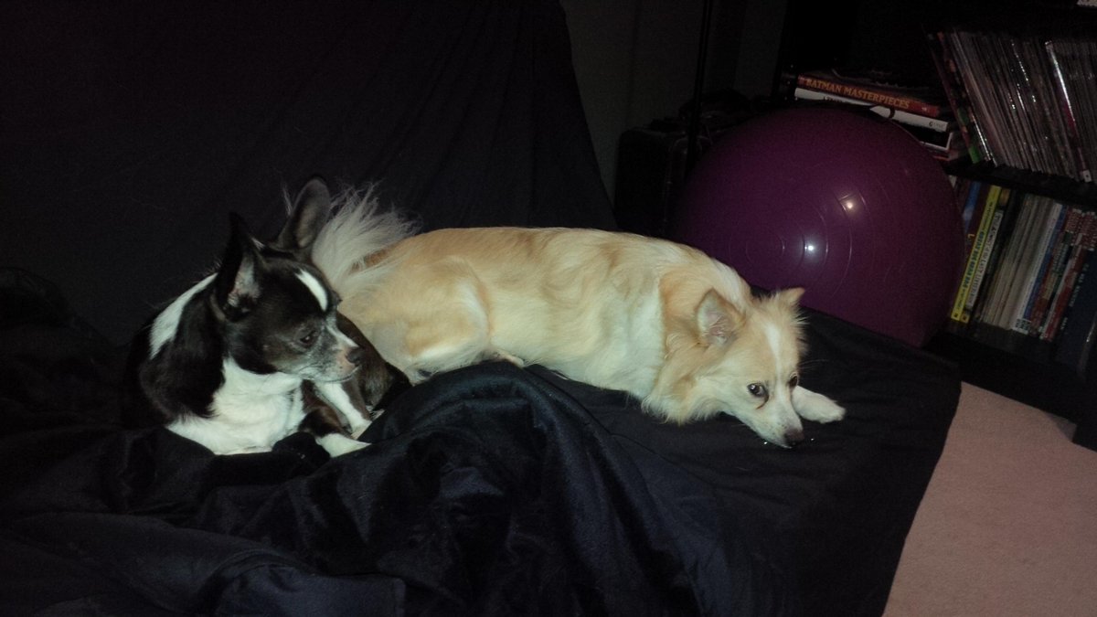 LightningSlim1's tweet photo. These jerks are still mad that I won't go to bed. #talk2wftda #petsofwftda http://t.co/rwBLMnkSHr