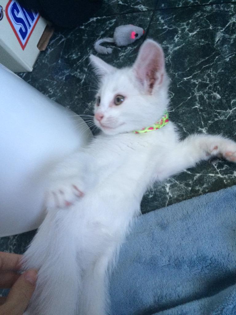 uhhhhmillie's tweet photo. I MISS MY KITTY😿💔 #treekitty http://t.co/GbyHJPpn9B