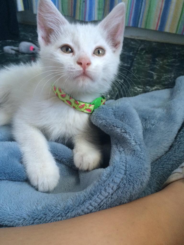 uhhhhmillie's tweet photo. I MISS MY KITTY😿💔 #treekitty http://t.co/GbyHJPpn9B