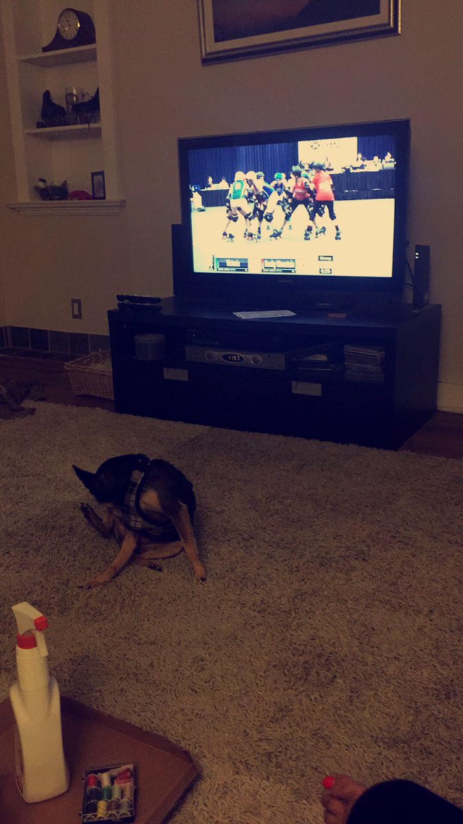 littleloca66's tweet image. Macaroni is not impressed #dogsofwftda #talk2wftda