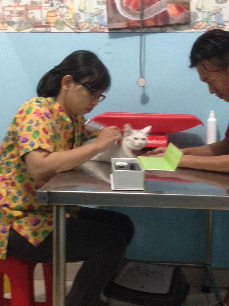 miapermata27's tweet photo. @SahabatMeong mencoba akupuntur untuk sembuhkan oreo http://t.co/Md4DVxHrCz