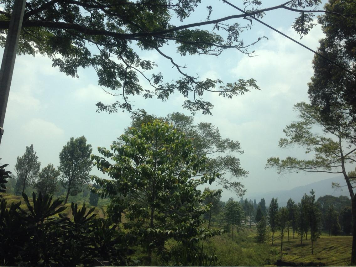 sawee's tweet photo. Lewatin kebon teh jd tiba2 inget ama perempuan yg dl sengaja pamer foto2 di kb teh 😂 kemana ya tu perempuan ? http://t.co/VifsHWAHyw
