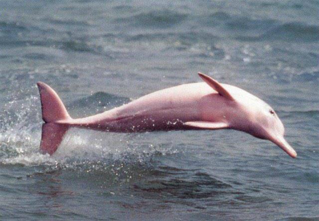 AppShoo's tweet photo. Did you ever hear about pink dolphin?  #Dolphin #NaturePhotography #nature http://t.co/WJD9GwQm1r