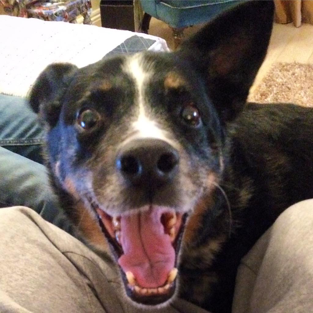 njbcoates's tweet image. Think this face means that I've made a new friend...