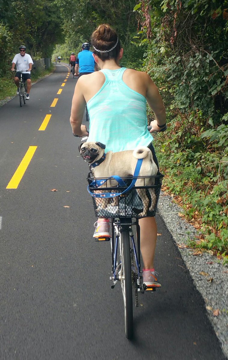 IndiannaJones00's tweet photo. Afternoon stroll with mama and papa. #PerfectPug #Puginthefastlane #pugfriends #pugperch http://t.co/1GaMeOYEDB