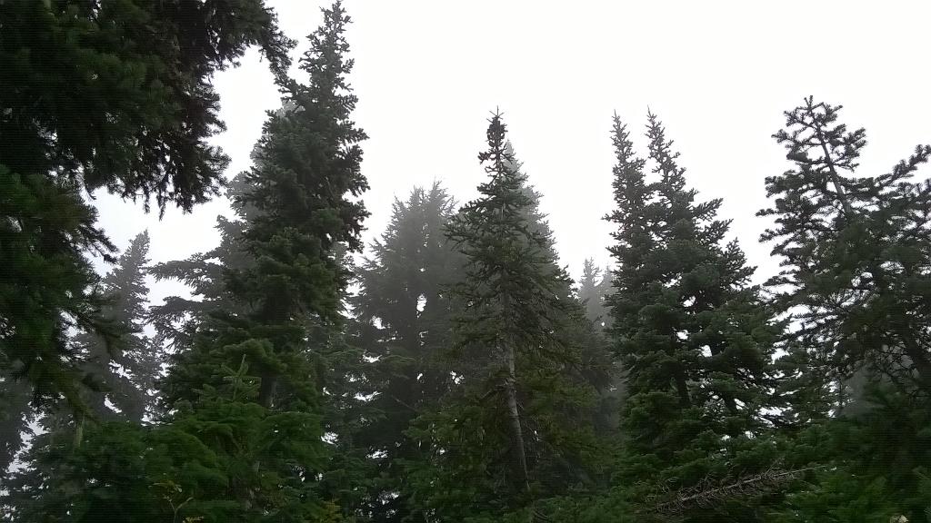 noelhenry1023's tweet photo. and the weather guy said it would be a clear, sunny day... #foggy #hike #PoeMt http://t.co/KxHaO4JCh1