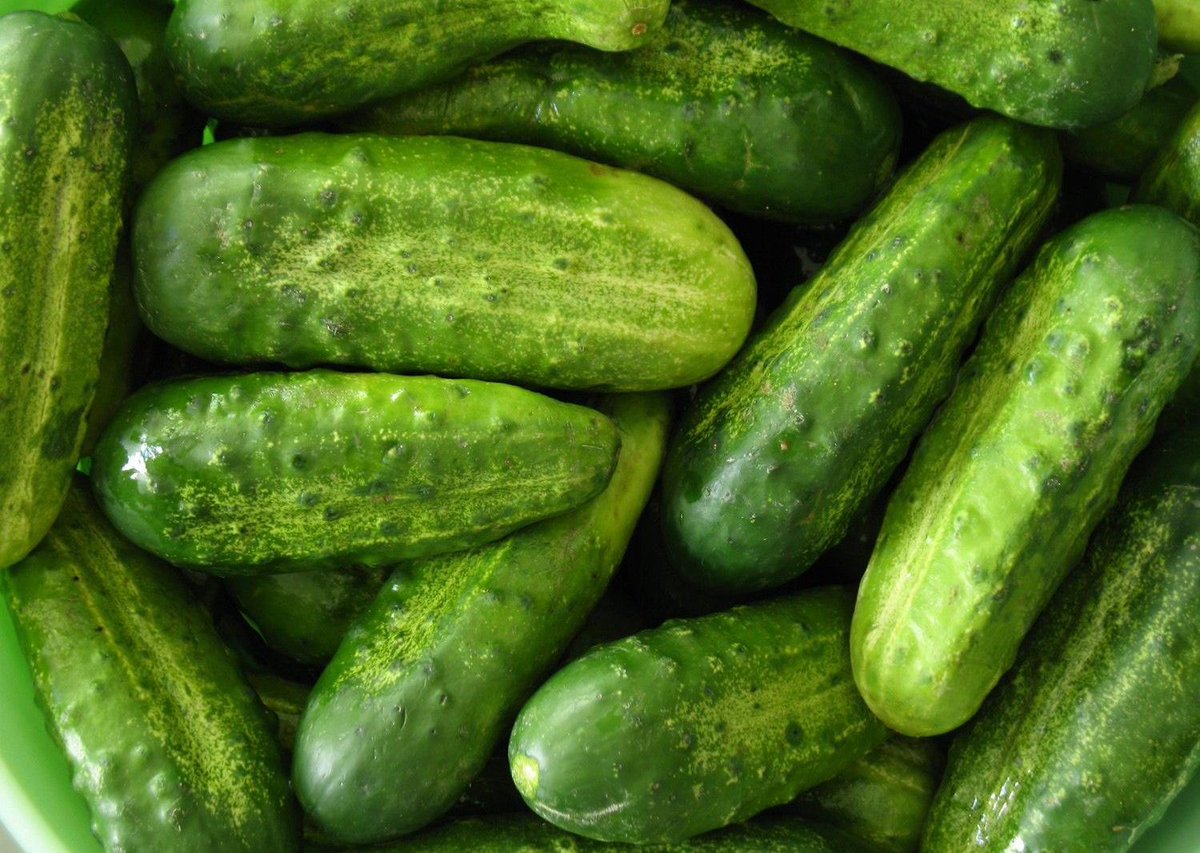 El_Universal_Mx's tweet photo. #PorSiNoLoViste Aseguran que pepinos mexicanos provocaron contagio de salmonela en #EU http://t.co/V4bq0YngjZ http://t.co/WpnybAgM9P