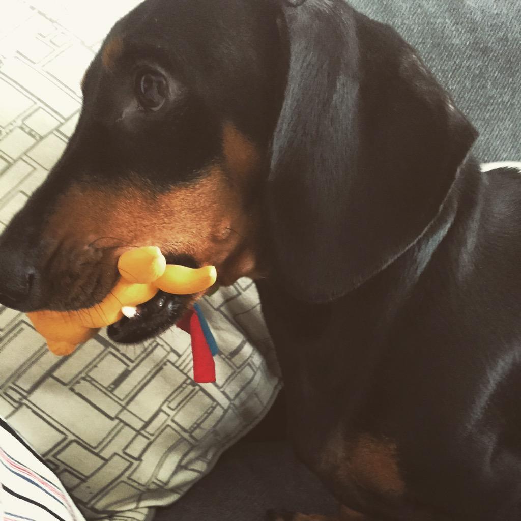 Thanks for the treats <a href="/PurinaArabia/">Purina Arabia</a> Molly is well chuffed - me too, I'll be able to nap in peace now! #dachshund