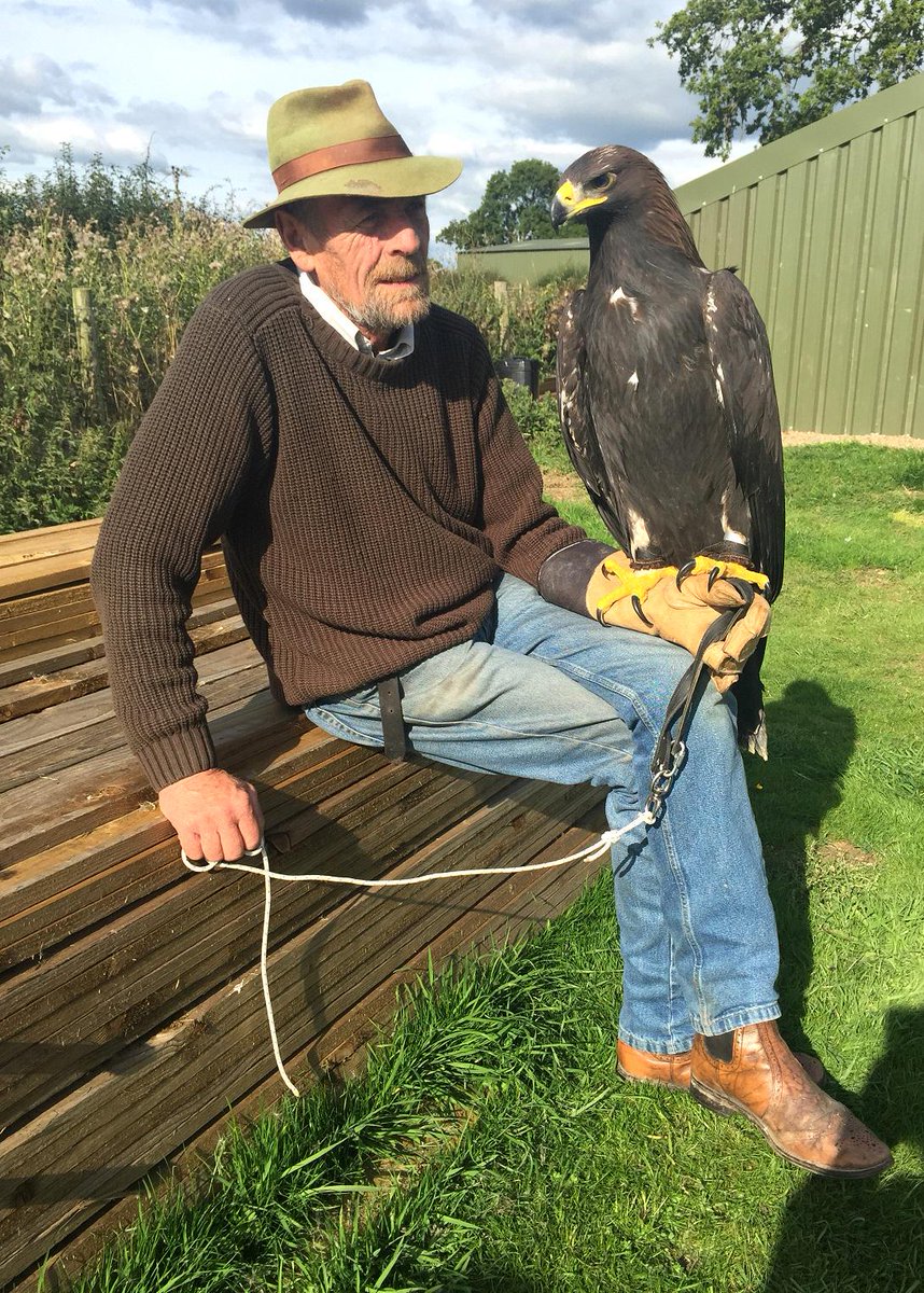 BritishIronwork's tweet photo. We can reveal our newest edition to the #forgefalconry family. This is our BEAUTIFUL #GoldenEagle! We are in Love! http://t.co/lT7EB3gFil