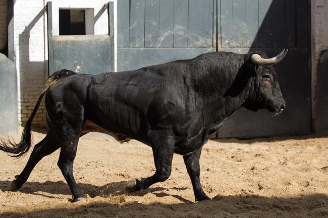 InfoAMendoza's tweet photo. "Maleta" y "Tornado" para el Debut en @LasVentas_  de Antonio Mendoza http://t.co/YPPzJHmfby