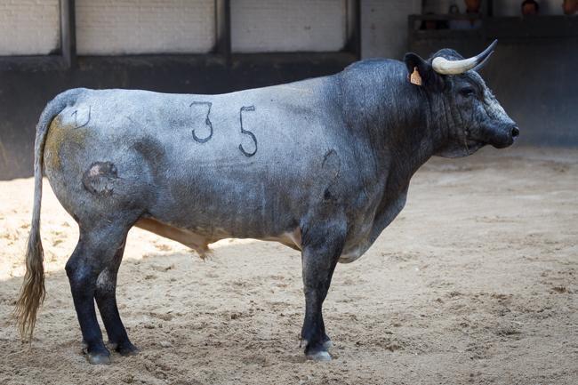 InfoAMendoza's tweet photo. "Maleta" y "Tornado" para el Debut en @LasVentas_  de Antonio Mendoza http://t.co/YPPzJHmfby