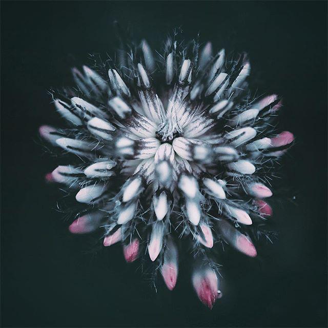 danscapephoto's tweet photo. β’ what are you doing here β’
#wildflowers #weeds #plantlife #macro #macromaster #macroworld_tr #macro_perfection #m⦠http://t.co/q4lCDObEec
