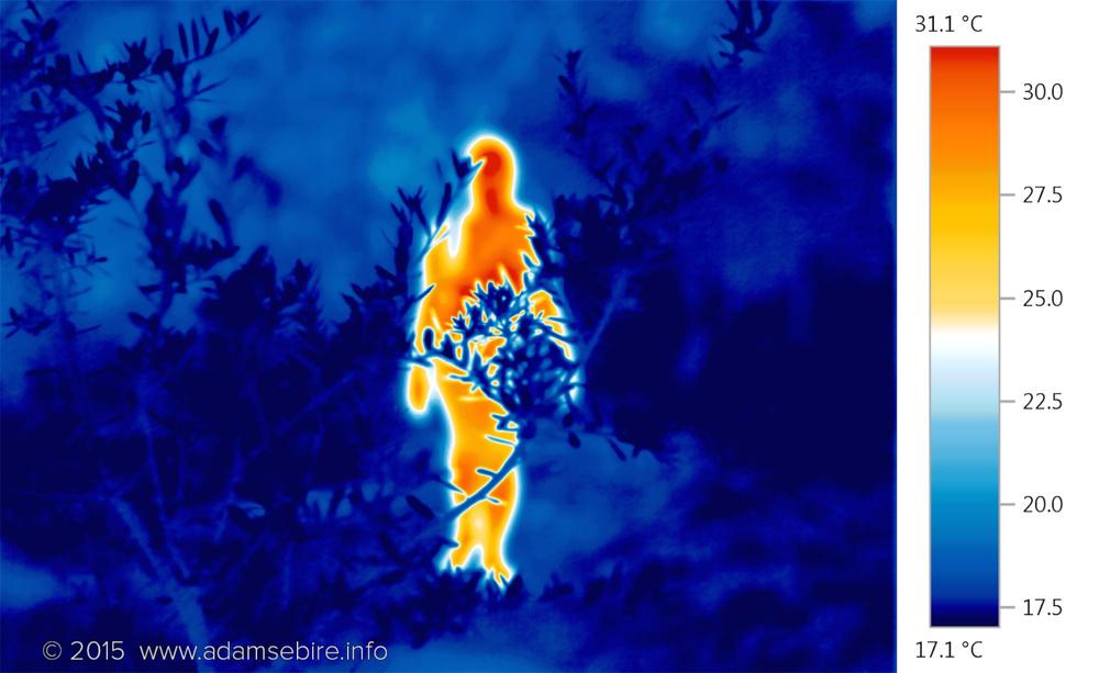 ChippendaleCP's tweet photo. Sebire seeks to create a perceptibility of global warming in 'In the Heat of the Moment', exhibiting at BEAMS 2015! http://t.co/SfvR1unSp3