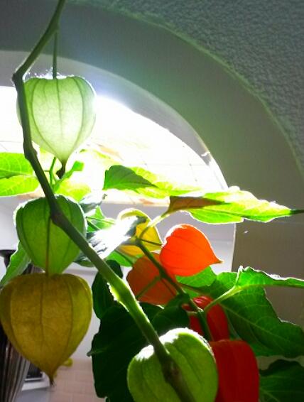 Estheroogst's tweet photo. Natuurlijk lampionlicht http://t.co/iNOmJIr66F