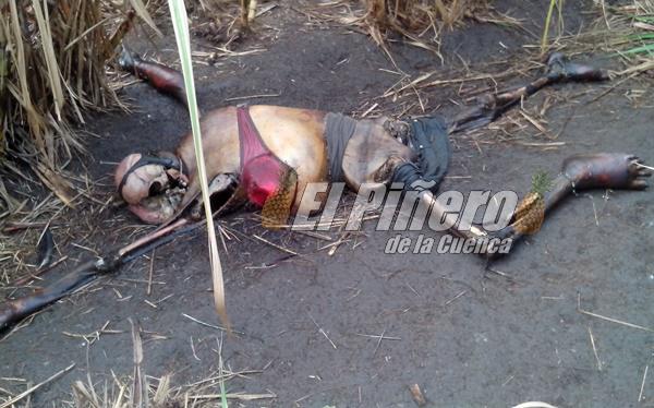 ELPINERO's tweet photo. Hallan restos al parecer de una mujer en #TresValles #Veracruz #Verfollow  http://t.co/u310fH5IZu http://t.co/oSs6Lo6sxl