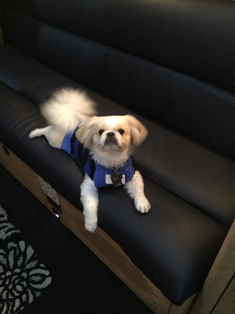 rjarchived's tweet photo. pom pom tail http://t.co/cIcYXzyRNa