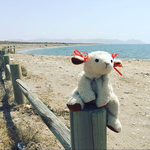 Worlds Cheapest Flights: bit.ly/Cheap_Flights_… Sundays 🌊 #marcelathesheep #summer #sun #sheep #sheepstagram #toy…