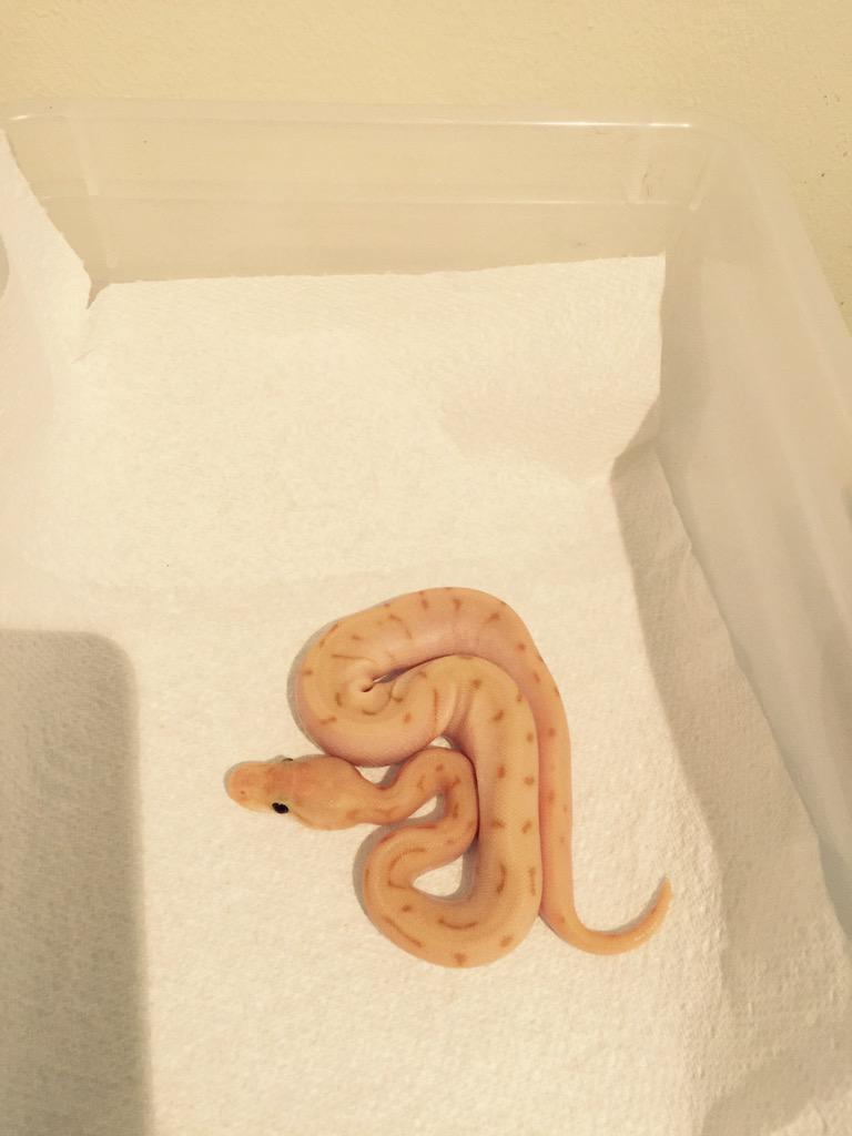 BananasPython tweet picture