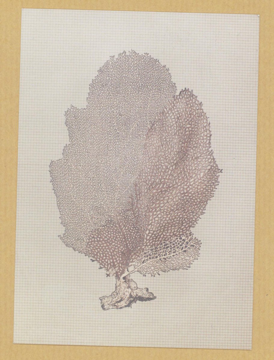 The intricacy &amp; beauty of nature on today's #postcard – Fiona Hepburn seen at <a href="/corbettGALLERY/">Cynthia Corbett</a> bit.ly/pc-249