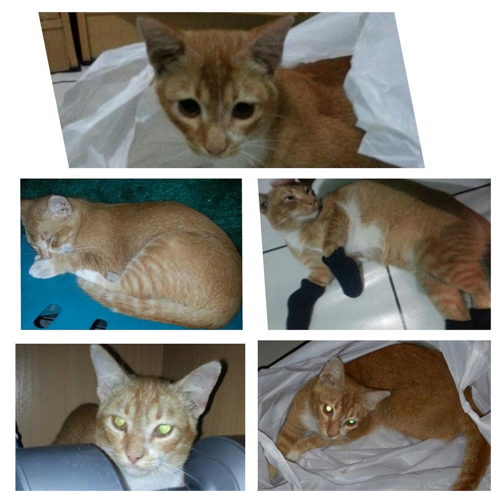 adhityaji's tweet photo. Mohon disebarkan &amp; d bantu.. telah hilang seekor kucing jantan lokasi Komp KPAD GegerKalong @BDGcatlovers @infobdg http://t.co/mJa9Ii5JSW