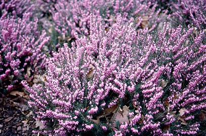 idealgardenclub's tweet photo. Find out more about Heather with the help of RHS -http://t.co/3V2fwBe20T @The_RHS #heather #tipsandadvice #jwporter http://t.co/jNshOQ4xvW