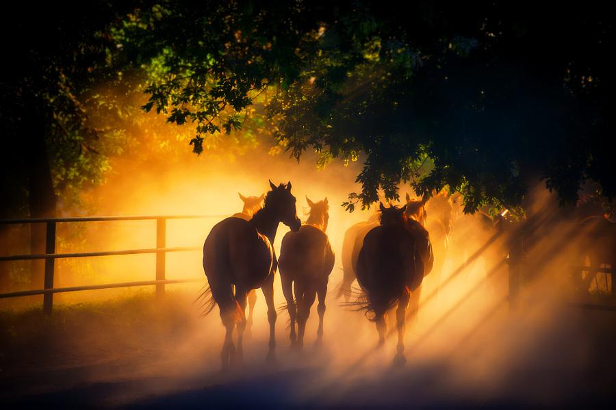 A Herd of Horses by Andriy Solovyov: goo.gl/SdB10a #photography . Via <a href="/500px/">500px</a>