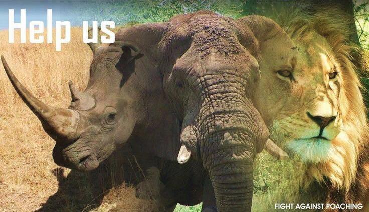 RoxyABananas's tweet photo. Sept 11-13 #ZimbabweElephants “Candle Light Vigil Event”  https://t.co/D3PPp8RUnT Please Join Us #SaveAfricanAnimals http://t.co/oKc2r2J5Su