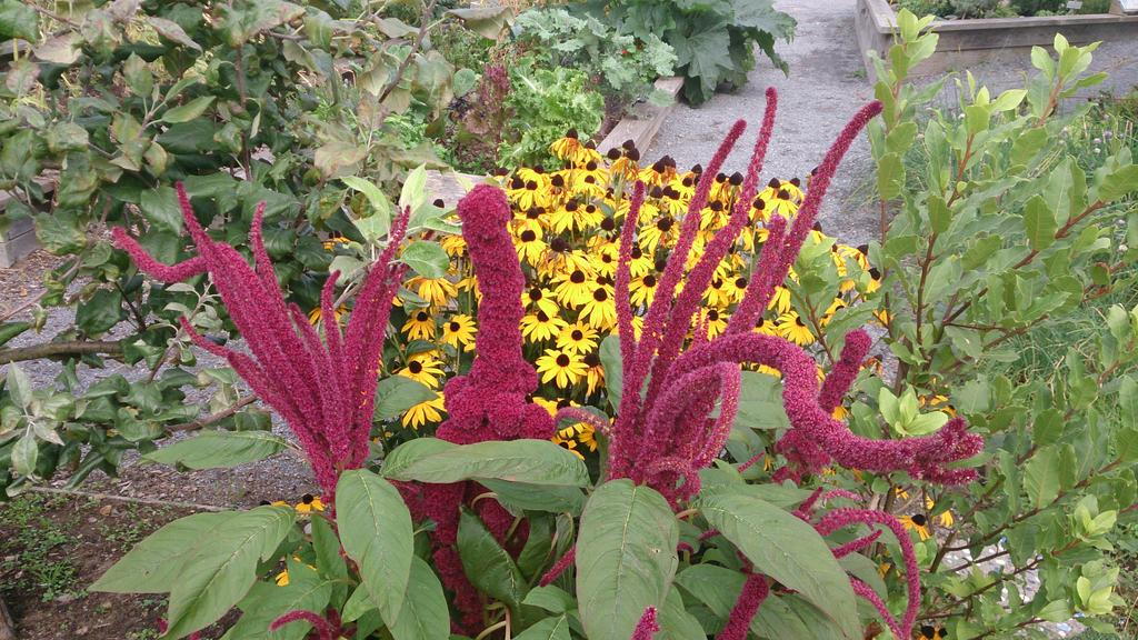 LiveDerekChu's tweet photo. #ItsNotABigDealBut your flower looks like a dick! http://t.co/PPLdCkuyUd