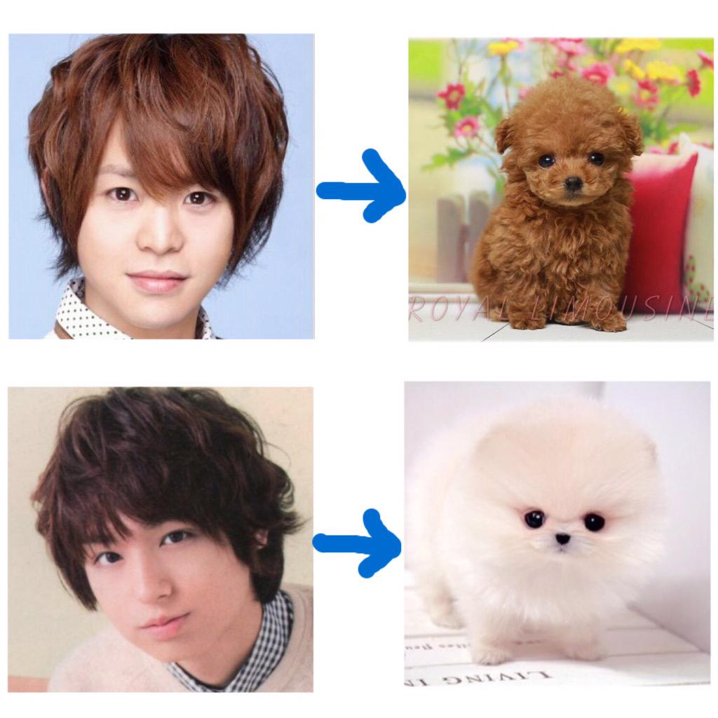Yama509_Taka326's tweet photo. JUMPが犬になったら大体こんな感じなんだろうなって思ってる੯ੁૂ‧̀͡u\ http://t.co/XzP4kiWjff