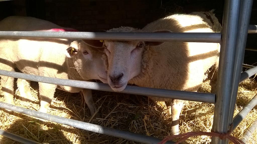 Poundisford's tweet image. Our patients - 2 ewe lambs with fly strike. A hard week! #lookingforwardtowinter #ihateblowflies