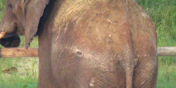 RoxyABananas's tweet photo. PETITION Independent Inspection .@CITES http://t.co/pz3upp4Tsm #ZimbabweElephants #Chimelong #SaveAfricanAnimals http://t.co/5fhHca2Ksb