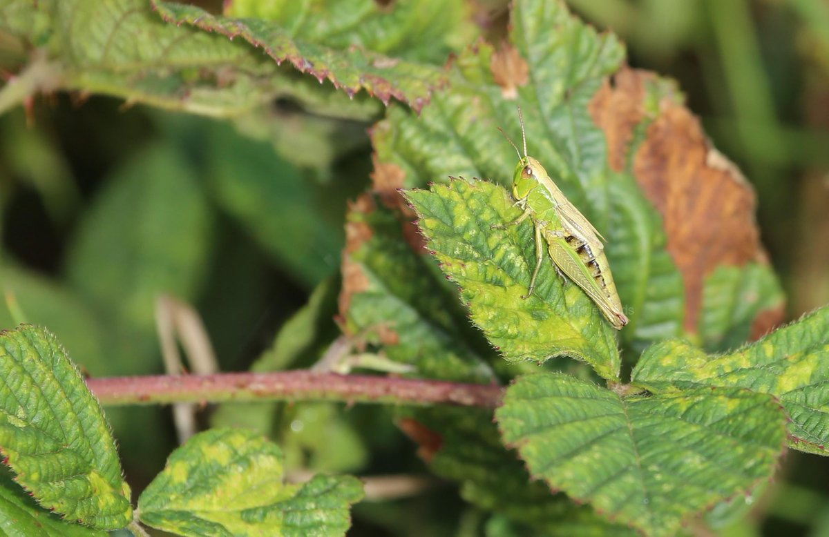 jurgen_vds's tweet image. Sprinkhanen hebben ook namen, dit is een #Krasser, een kleine veldsprinkhaan van 13-22 mm.  #Merkske