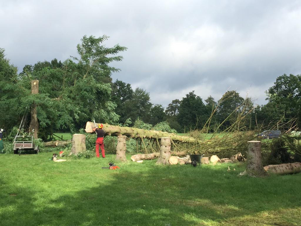 Goedbomenrooien's tweet image. Epe - 5 bomen verwijderen door middel van vrije val. Deze klus hebben we uitgevoerd in samenwerking met HoutInteger.