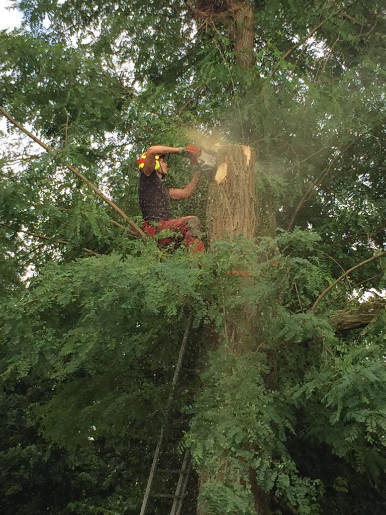 Goedbomenrooien's tweet image. Epe - 5 bomen verwijderen door middel van vrije val. Deze klus hebben we uitgevoerd in samenwerking met HoutInteger.