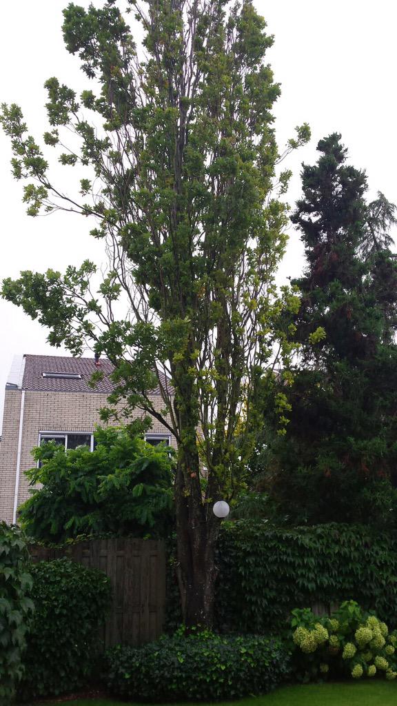 Goedbomenrooien's tweet image. Harderwijk - verwijderen van een boom door middel van klimtechnieken. Meer informatie? Kijk op goedkoopbomenrooien.nl