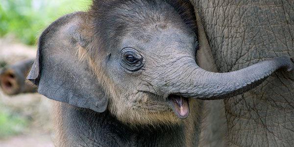 RoxyABananas's tweet photo. .@CITES PETITION 🚫NO🚫 more EXPORT permits #ZimbabweElephants #Chimelong http://t.co/G5dtHCNWHM #SaveAfricanAnimals http://t.co/pCRnoOdraB