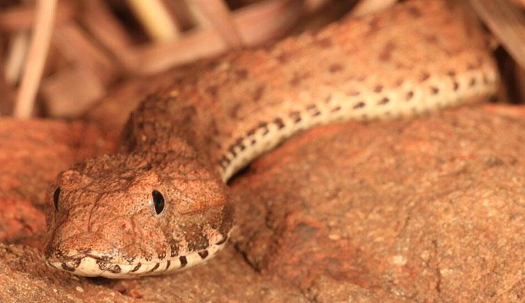 New snake species discovered in Australia, already endangered wildlifearticles.co.uk/new-snake-spec…