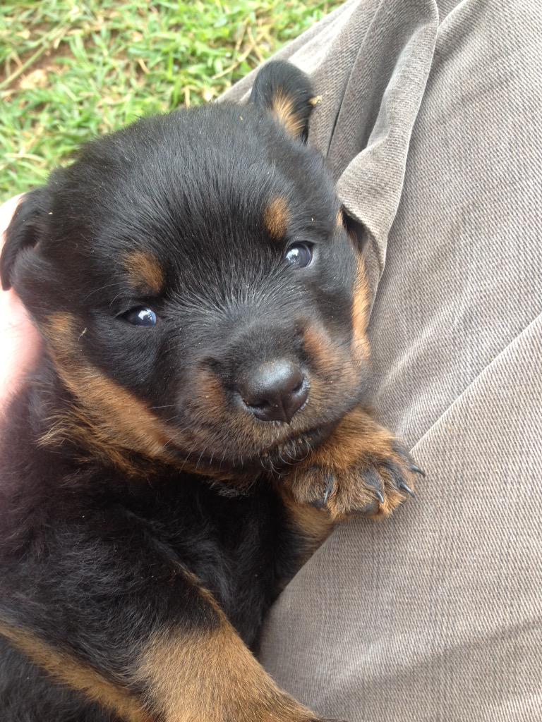 watkykjy's tweet photo. My new tjommie. Visiting him today. I have 2 weeks to come up with a name when I collect. #Rottweiler #fokja http://t.co/GyPG2ow16N