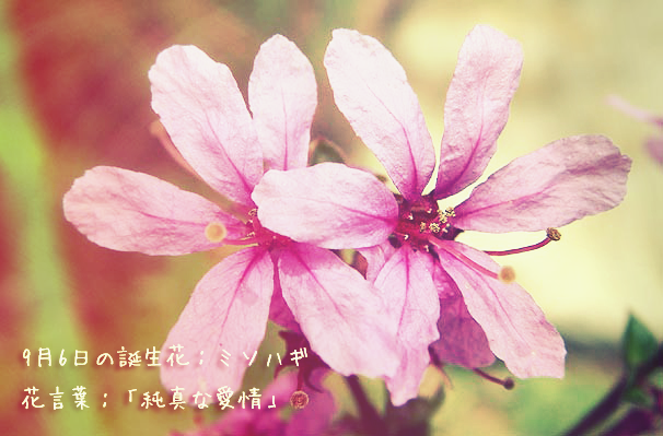 Flower 今日の誕生花は ミソハギ です 9月6日の誕生花 ミソハギ 花言葉 純真な愛情 Http T Co Qpwaq65s3a Twitter