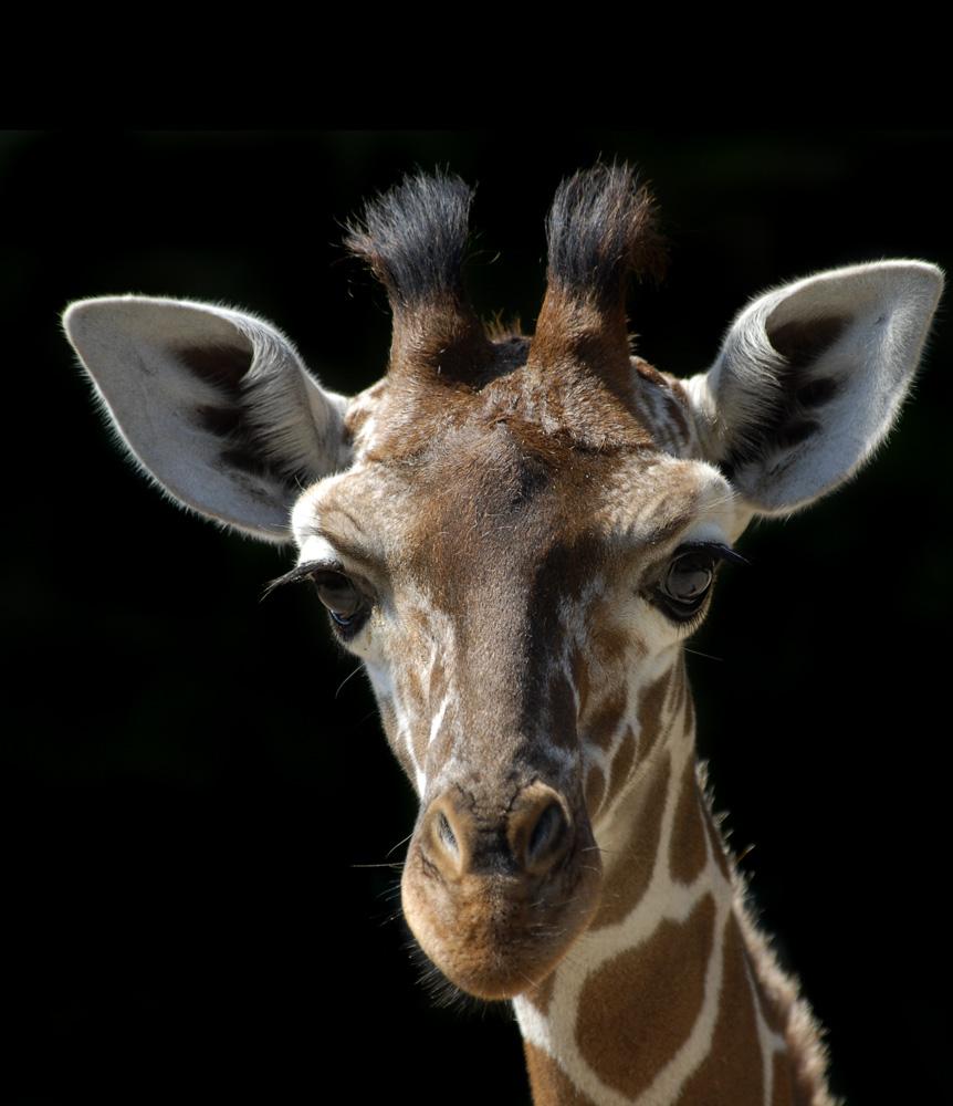 austria63amy's tweet photo. Such a wonderful animal and she has so long beautiful eyelashes! @vitali_giuseppe http://t.co/lvlOc5BApM