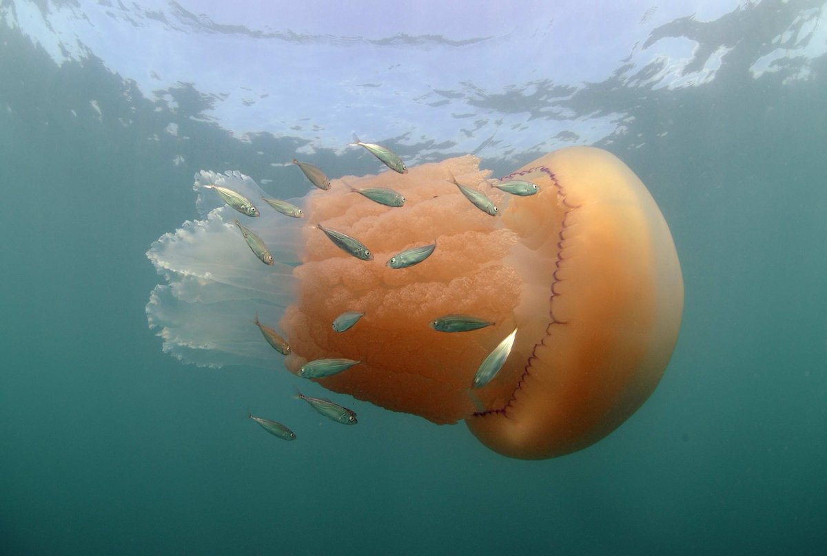 Super days Jellyfish hunting off Kimmeridge   via <a href="/SteveTrewhella1/">Steve Trewhella</a>