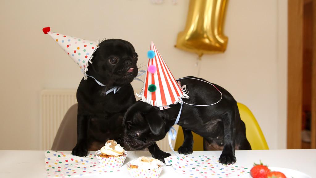 Buzz &amp; Nala at their 1st Birthday party!