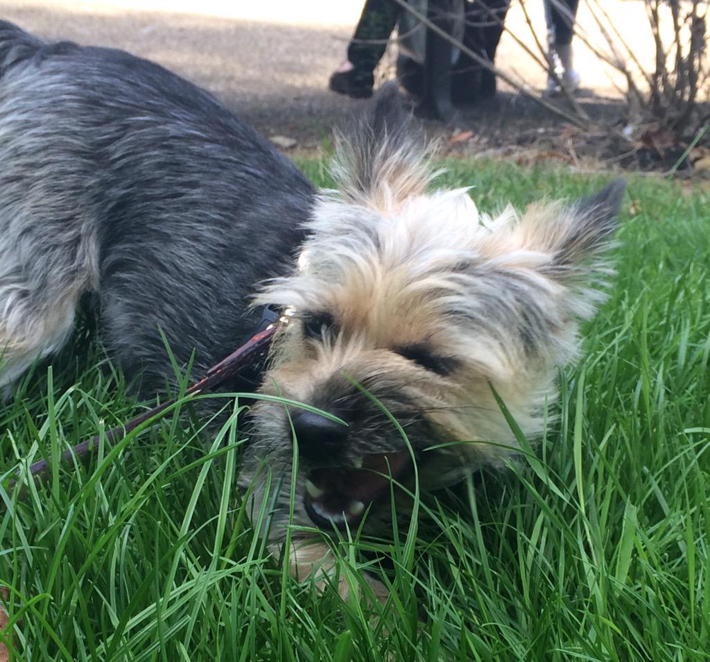 One too many beers last night, need some grass to settle my tummy!