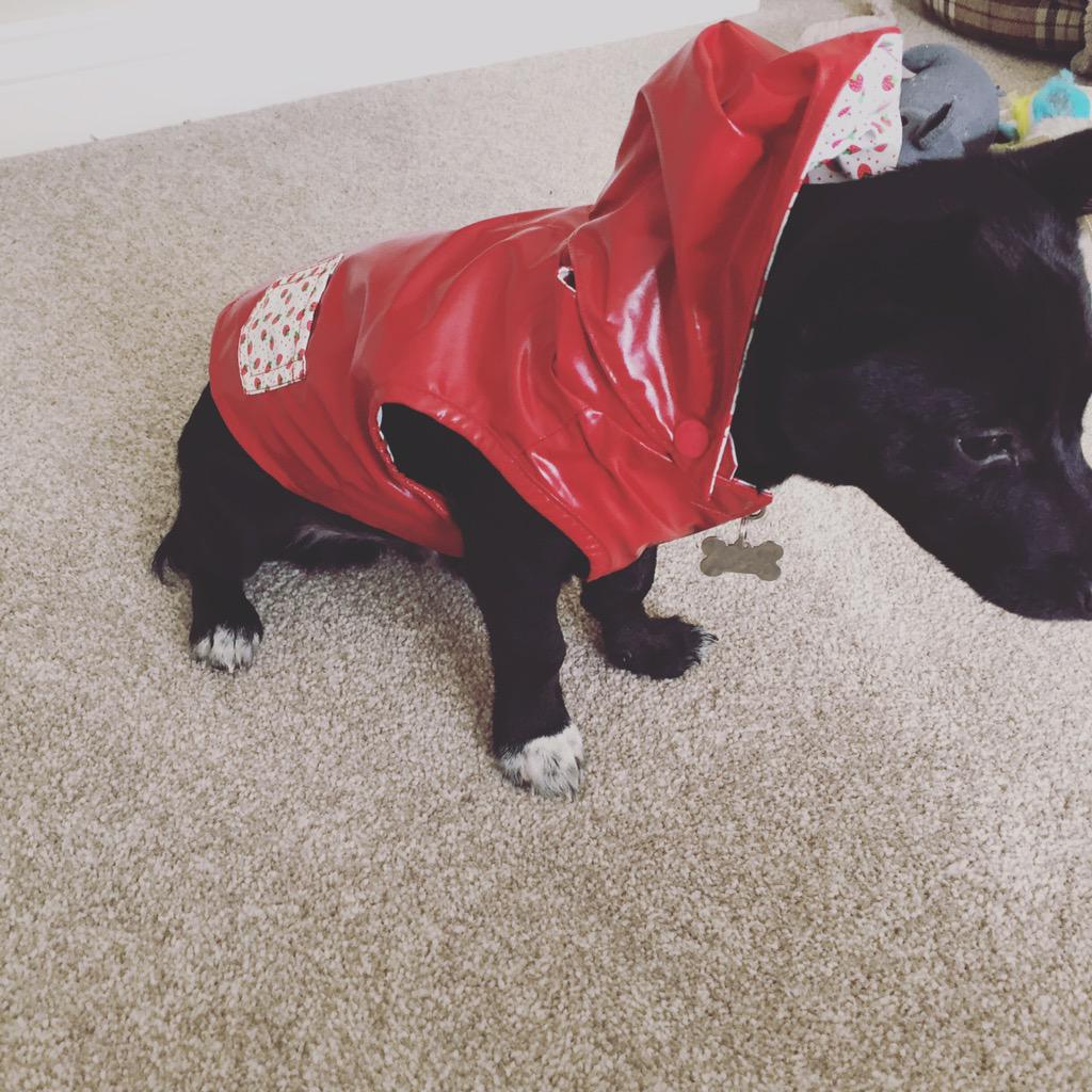 asda dog coats