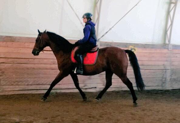 They are really coming along and bonding. #morgan #horselove #hothorse