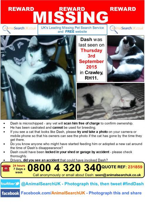 AnimalSearchUK's tweet photo. PLS RT @FeelGoodPark #missingcat #crawley #rh11 #finddash http://t.co/gT9TLQ2EmD http://t.co/3nlnA6lbIG