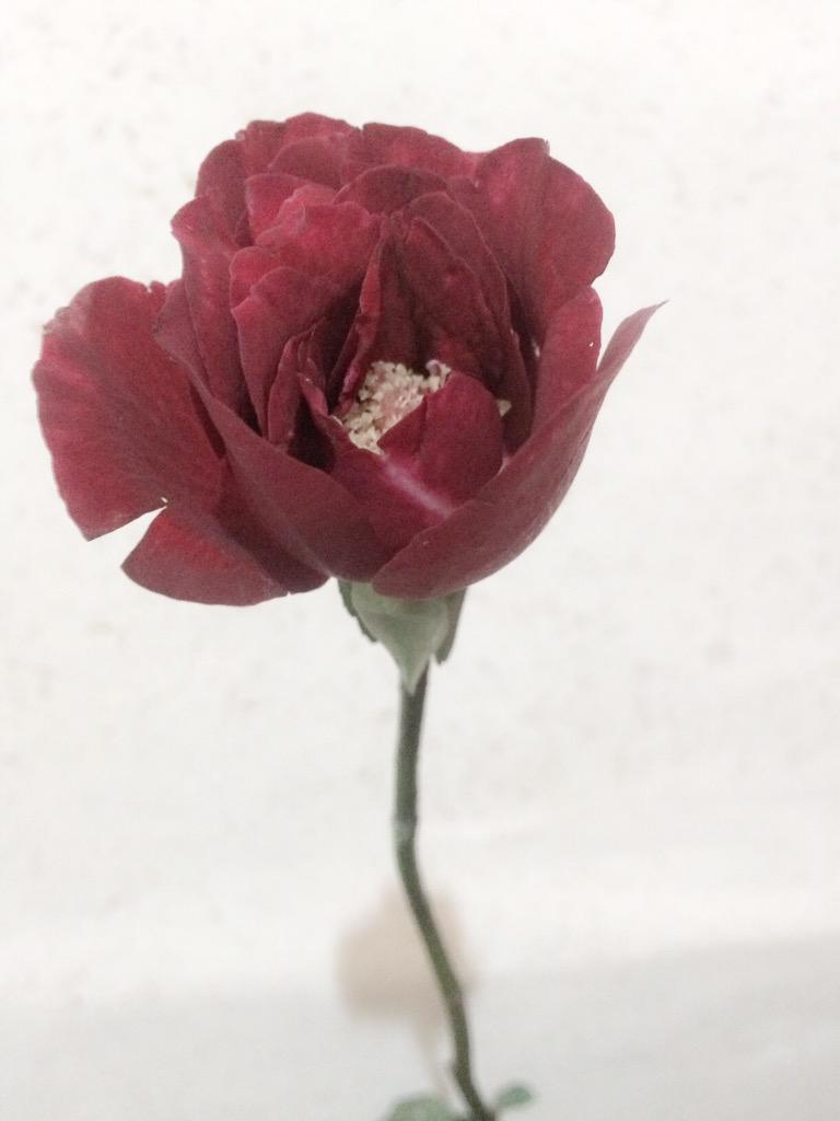 A320381's tweet photo. 帰宅したら、おばから｢薔薇の届け物だよ。｣って薔薇を渡された!!店によく来る人って言ってたけど、どこの誰からだろ。こんなことされたの初めて。素直に嬉しい!!ありがとうございます。 http://t.co/GwpxTpWVCG