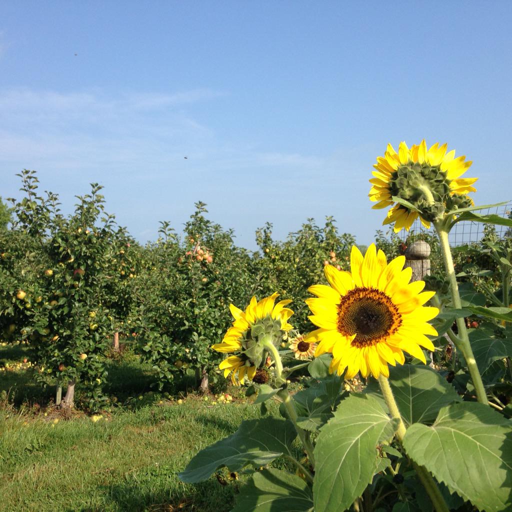 KJ_Lutz's tweet photo. Can't beat the view from my office #OntAg #rurallife #ontario #portelgin #smithsapples http://t.co/RMoN2q0cnM