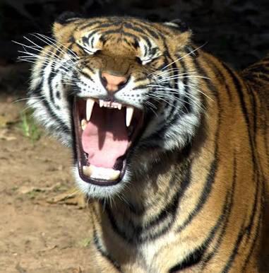 Ternyata raungan seekor harimau itu bisa terdengar sampai jarak 3km lho Anak Ngampus #AbisBrowsing