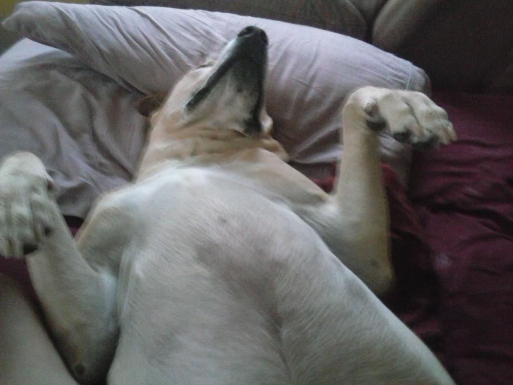 baileyisloved's tweet image. #TISL.   Bailey. Is tired of this heat. Bree